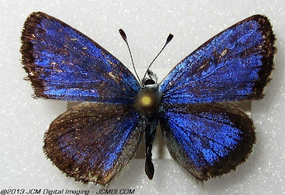 Unidentified Blue (Possibly Bernardino Blue)